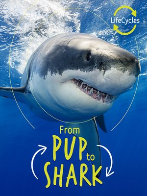 cover image of Lifecycles--Pup to Shark